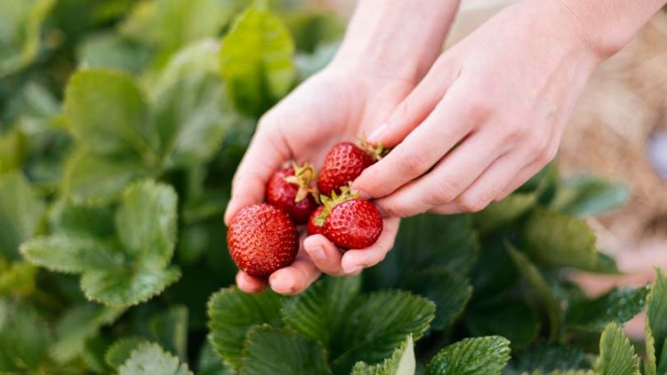 Handpicking strawberries grown in England