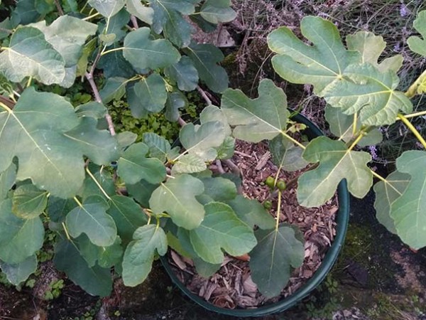 Growing Fig Trees